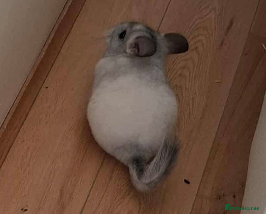 Chinchilla rodents for sale: Chinchilla mosaic male 10 weeks  - Advert 4