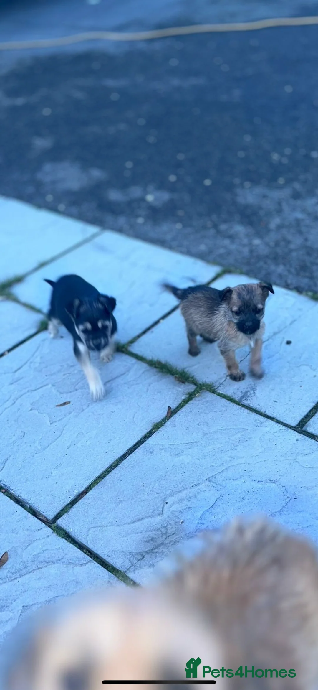 Shih Tzu dogs for sale: Beautiful puppies for sale  - Advert 4