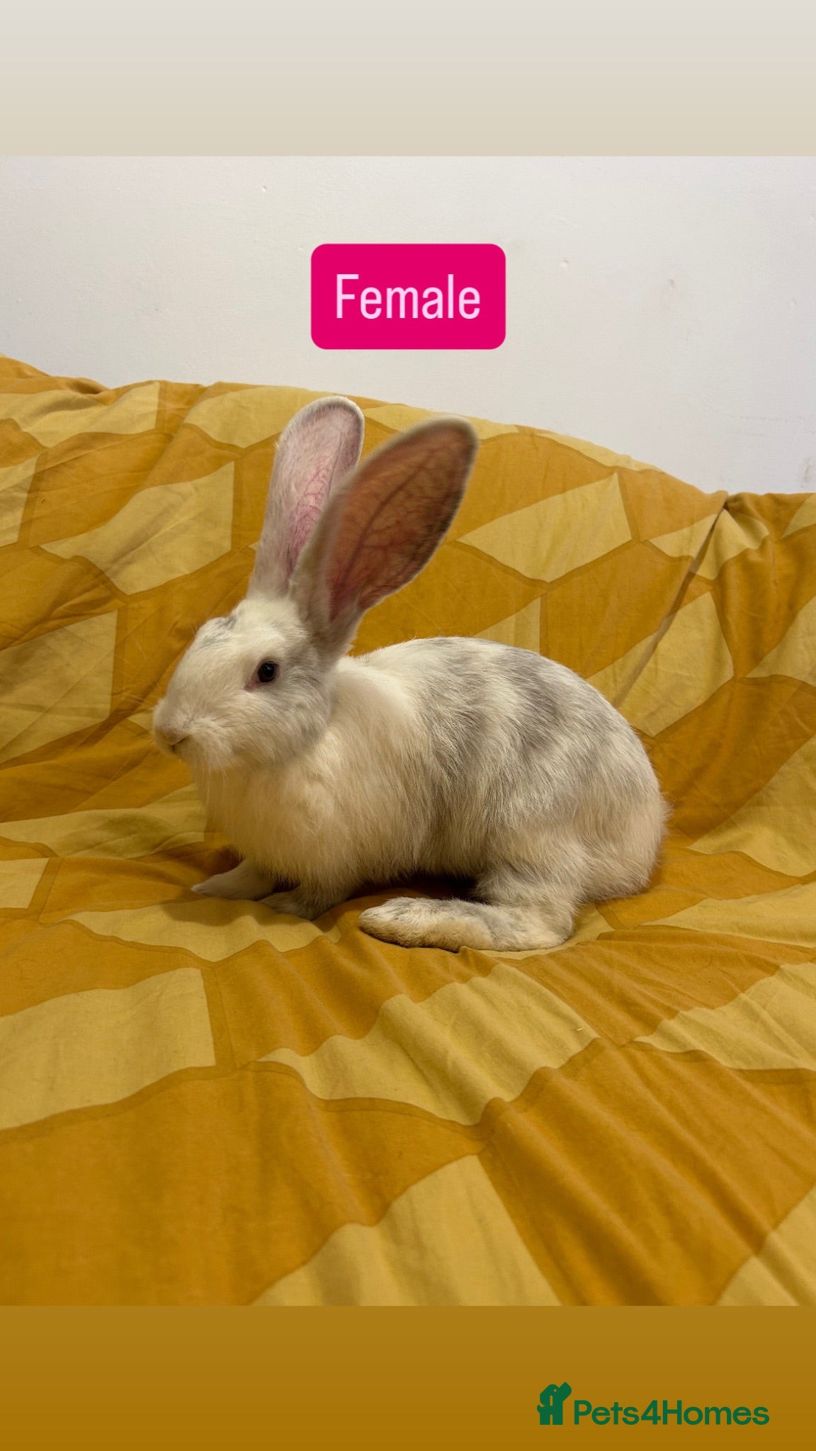 Continental Giant rabbits Continental Giant Baby Rabbits - Advert 3