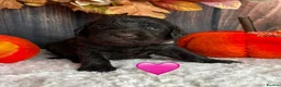 Labradoodle dogs for sale: Outstanding Litter Of 9 F1B Labradoodles 🐶 - Advert 6