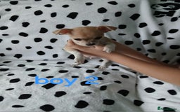 Chihuahua dogs for sale:  - chihuahua - two cheerful boys - Advert 10