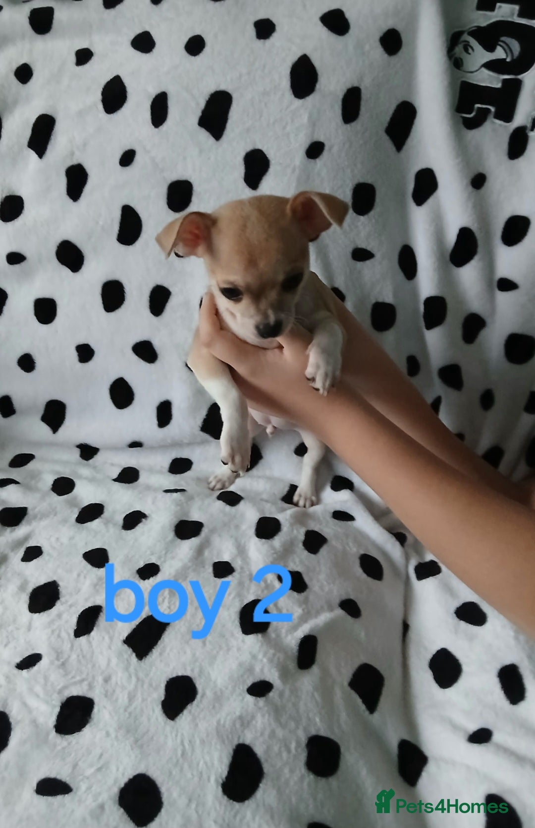 Chihuahua dogs for sale:  - chihuahua - two cheerful boys - Advert 10