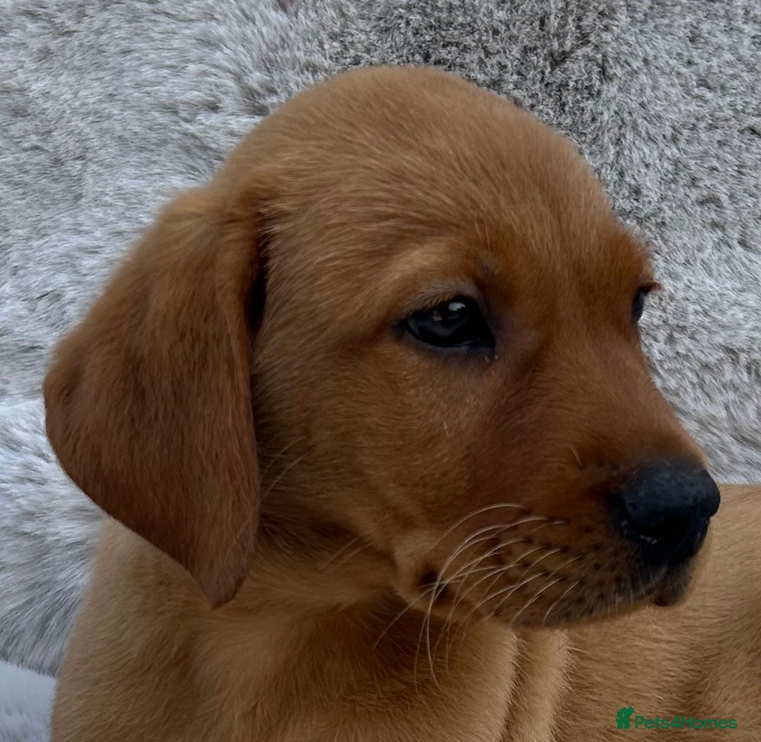 Labrador Retriever dogs for sale: 5* Licensed Stunning KC Labrador Retriever Pups  in Ibstock - Image 4