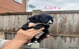 Cocker Spaniel dogs for sale: Working cocker spaniel puppies - Image 9