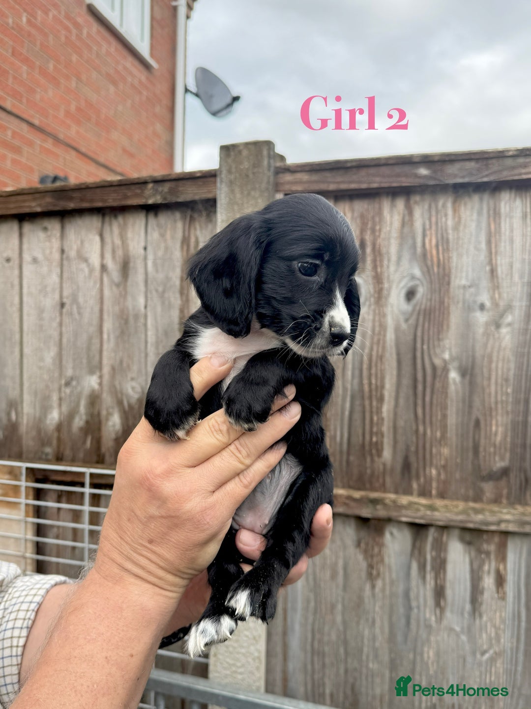 Cocker Spaniel dogs for sale: Working cocker spaniel puppies - Image 9