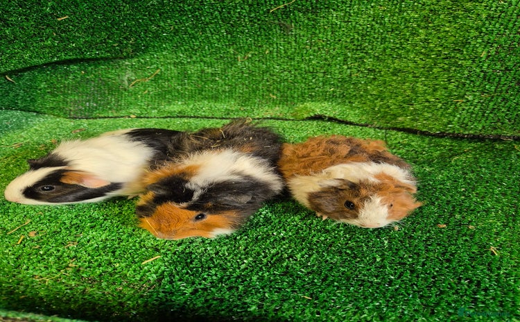 Guinea Pig rodents - Advert 1