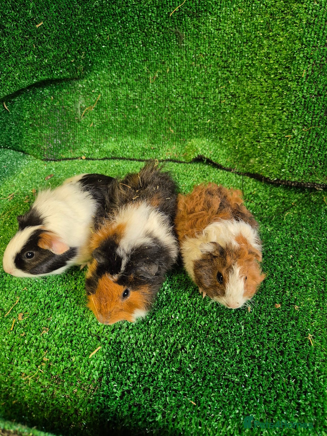Guinea Pig rodents for sale: Guinea pig looking for new homes - Image 1