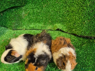 Guinea Pig rodents - Advert 30