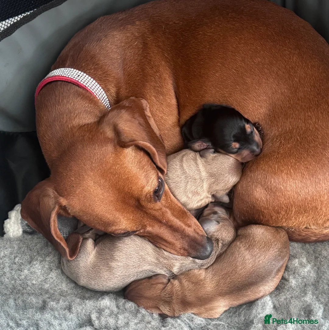 Miniature Dachshund dogs for sale: Beautiful miniature dachshund puppies - Advert 10