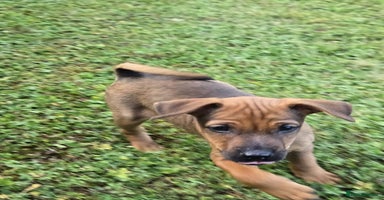 Mixed Breed dogs - Advert 16
