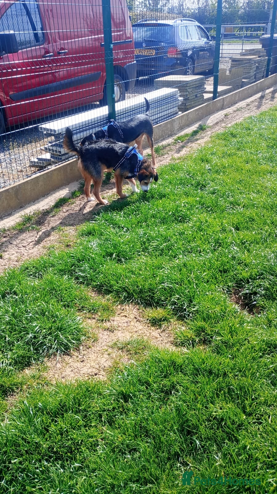 Mixed Breed dogs for sale: Ronnie & Reggie   - Advert 18