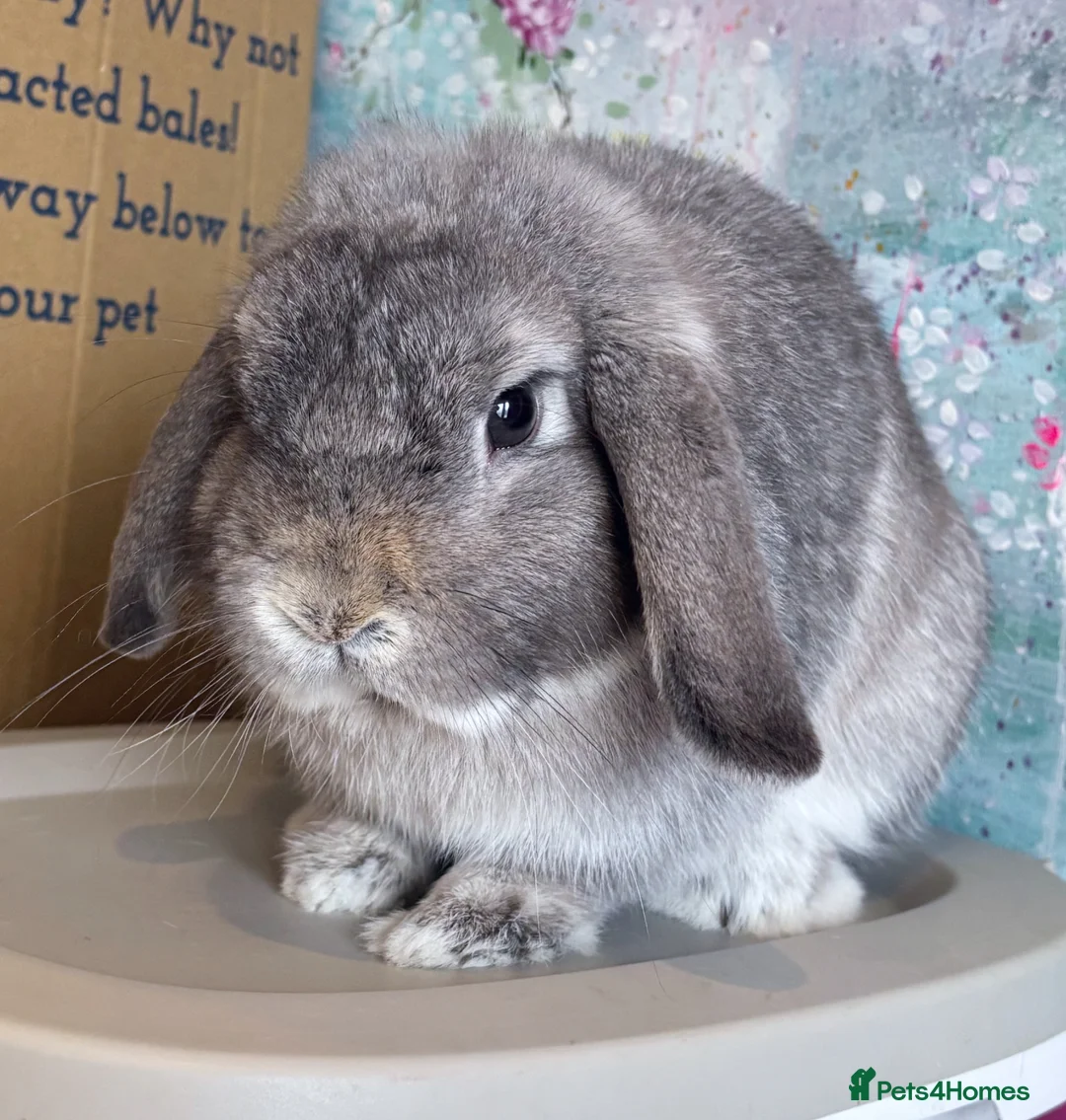 Mini Lop rabbits for sale: Beautiful Lilac Chin Mini Lop Buck Available - Advert 4