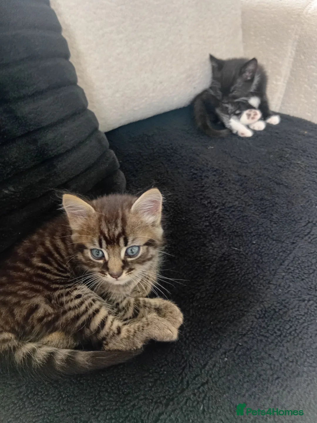 Bengal cats for sale: Gorgous kittens looking for furever homex - Advert 1