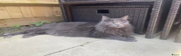 Maine Coon cats for sale: Active Imported Russian Mainecoons Queen for sale - Advert 7