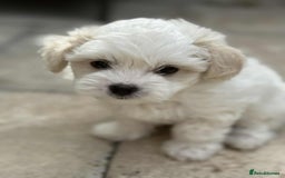 Bichon Frise dogs for sale: Bishon frise  - Image 2