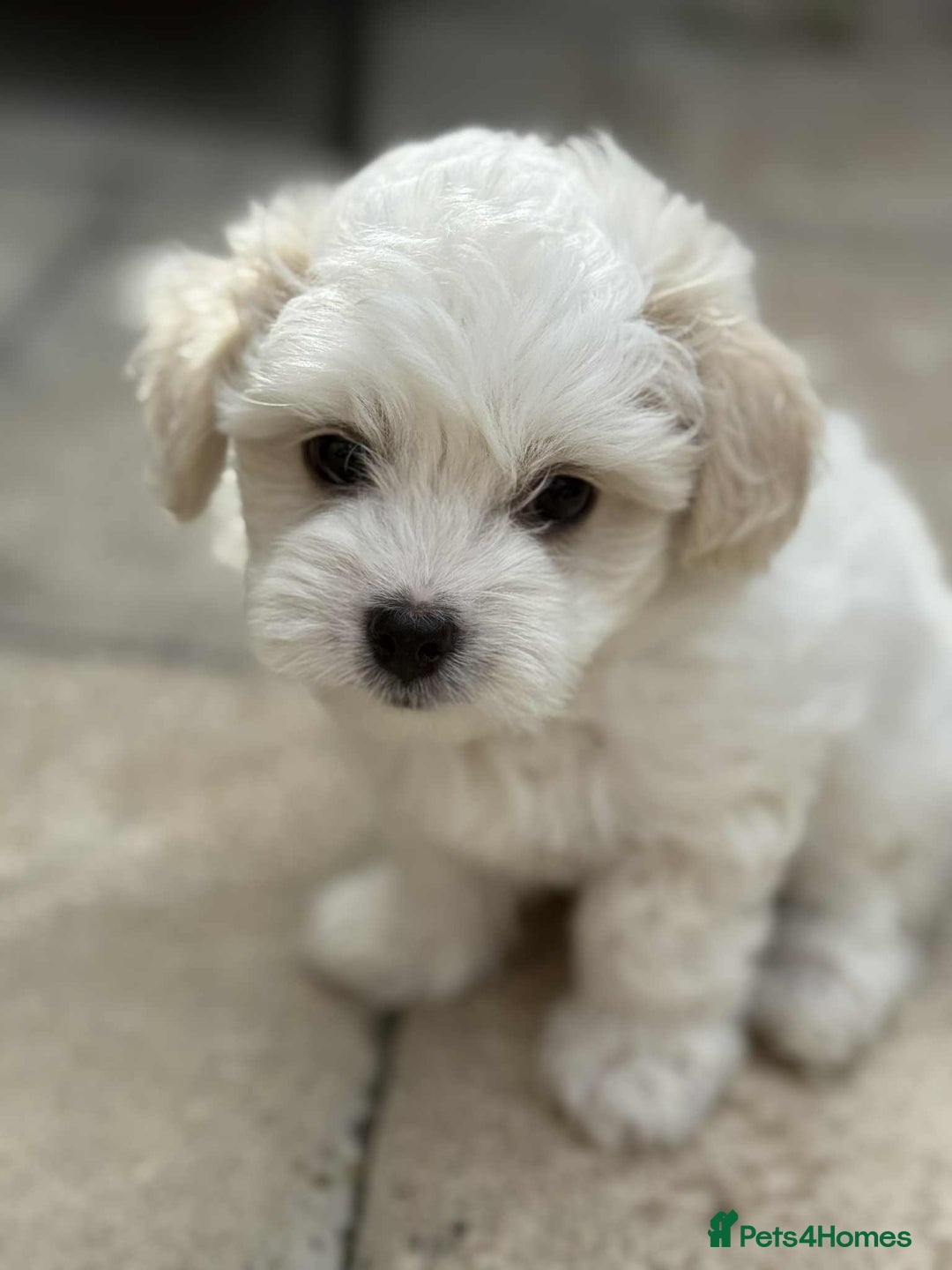 Bichon Frise dogs for sale: Bishon frise  - Image 2