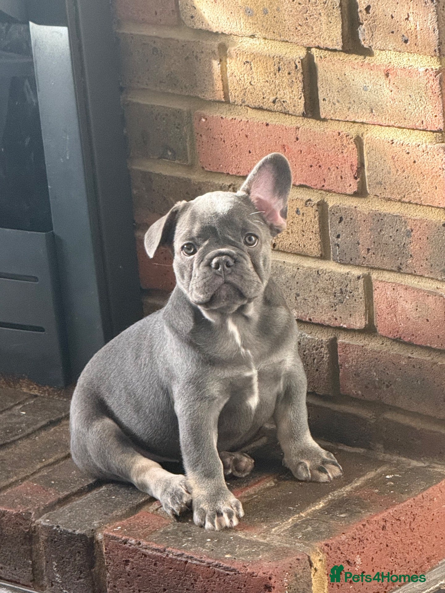 French Bulldog dogs Ready to go! Top quality French bulldogs  - Advert 14