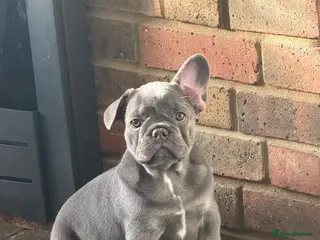French Bulldog dogs Ready to go! Top quality French bulldogs - Advert 14