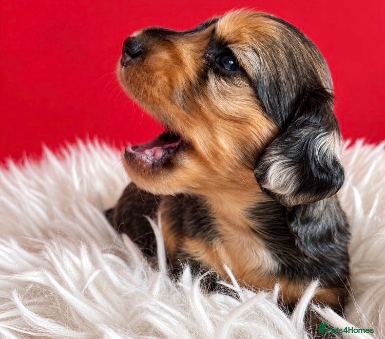 Miniature Dachshund dogs Miniature Dachshund Puppies Longhaired  - Advert 4