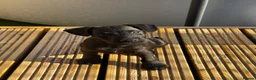 Patterdale Terrier dogs for sale: Fell terriers  - Advert 3