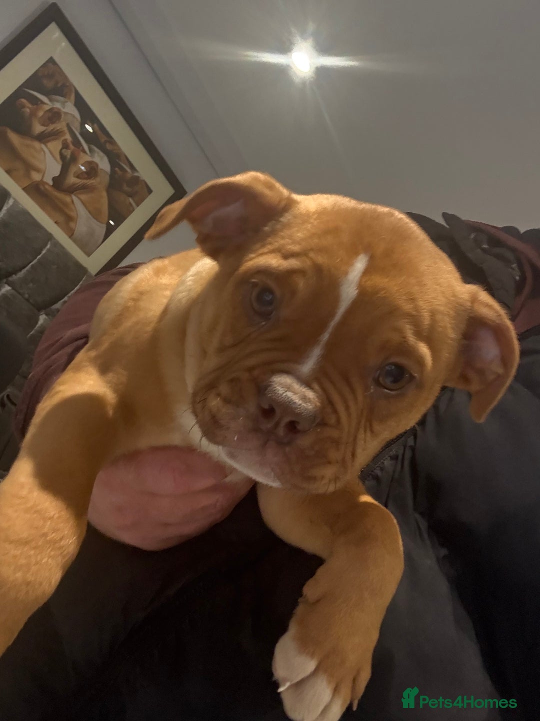Alapaha Blue Blood Bulldog dogs for sale: ALAPAHA BLUE BLOOD BULLDOGS  - Advert 15