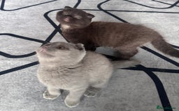 Scottish Fold cats for sale: Scotish kitten  - Image 15