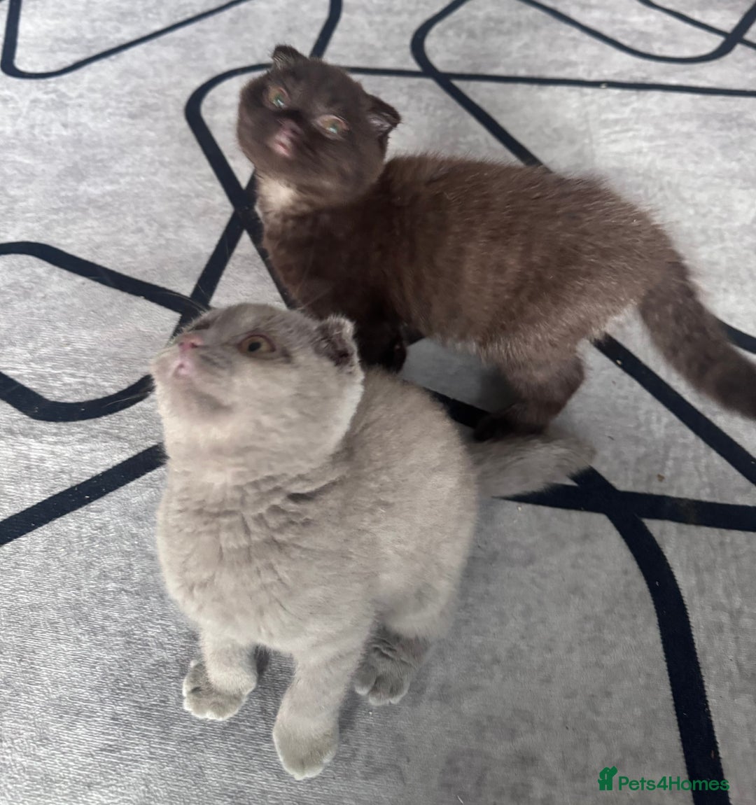 Scottish Fold cats for sale: Scotish kitten  - Image 15