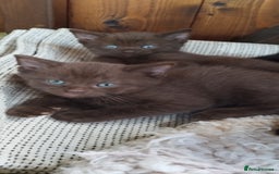 British Shorthair cats for sale: Rare Chocolate & Black Kittens – Ready Now 🐾 - Image 10