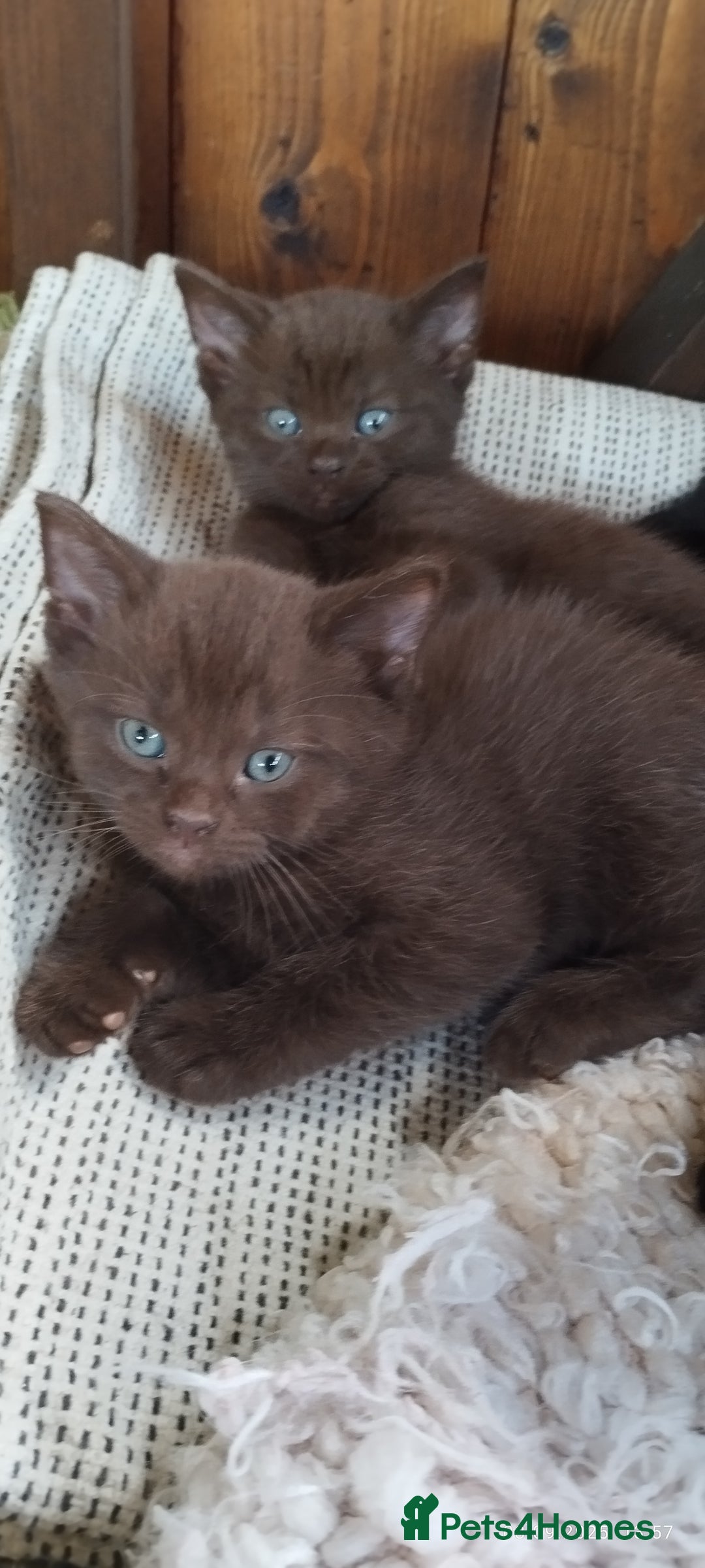 British Shorthair cats for sale: Rare Chocolate & Black Kittens – Ready Now 🐾 - Image 10