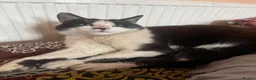 Mixed Breed cats for sale: Beautiful black and white cat  - Advert 1
