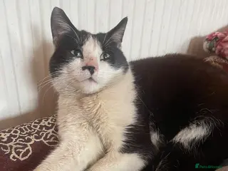 Mixed Breed cats Beautiful black and white cat - Advert 1