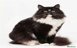 Ragdoll cats for sale: Beautiful Rag-doll cross Siberian kittens 7 weeks - Image 5