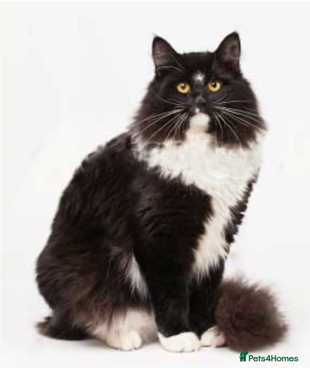 Ragdoll cats for sale: Beautiful Rag-doll cross Siberian kittens 7 weeks - Image 5