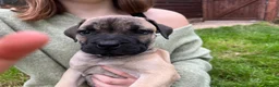 Boerboel dogs for sale: 2 gorgeous Boerboel girls ready now!! - Advert 11