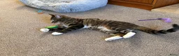 British Shorthair cats for sale: Samie - Advert 4