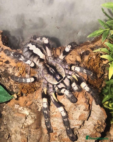 Tarantulas Invertebrates For Sale Pets4Homes tarantulas-invertebrates-for-sale-pets4homes