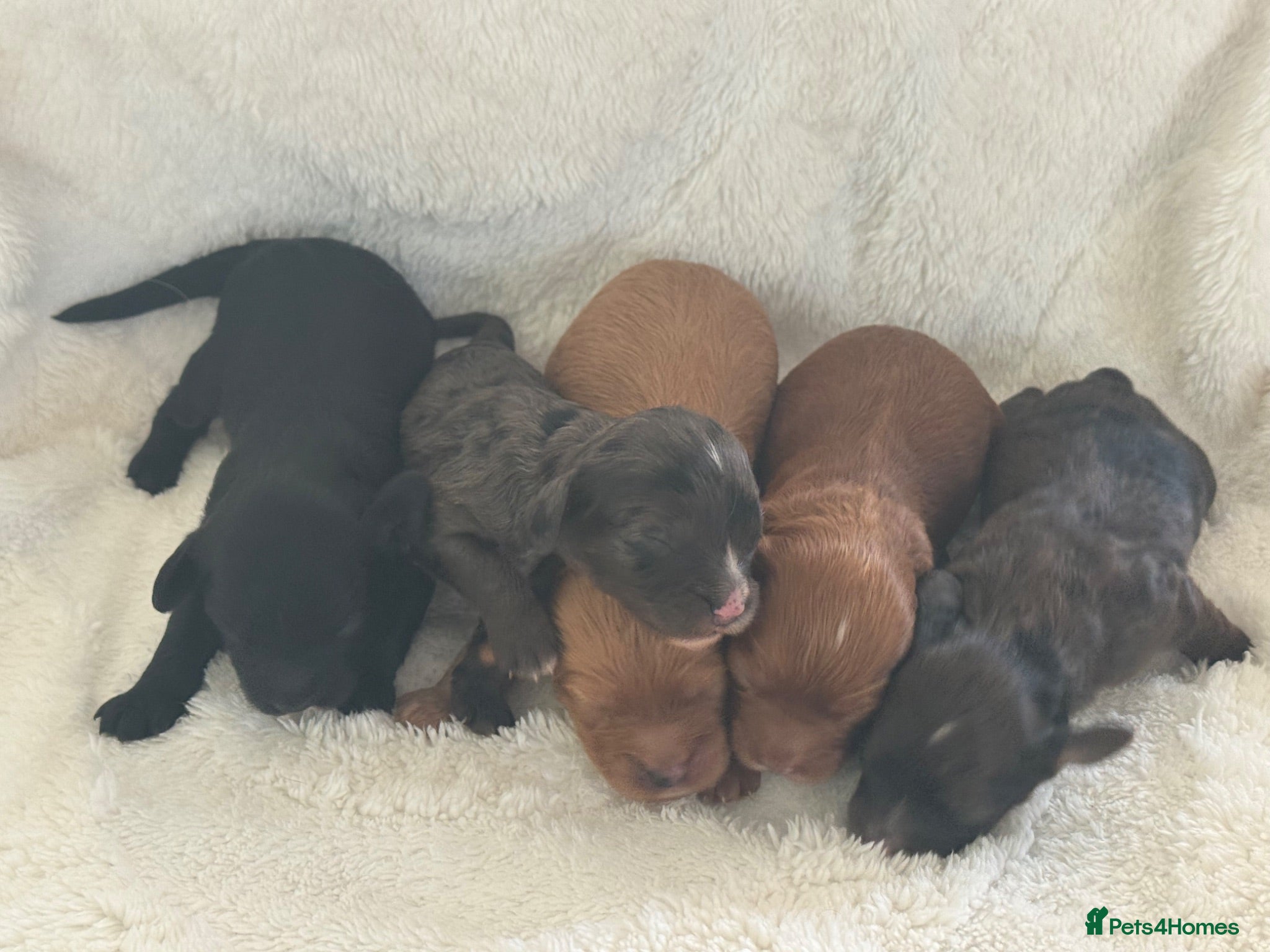 Cavapoo dogs F1 Cavapoo’s with Merles  - Advert 2