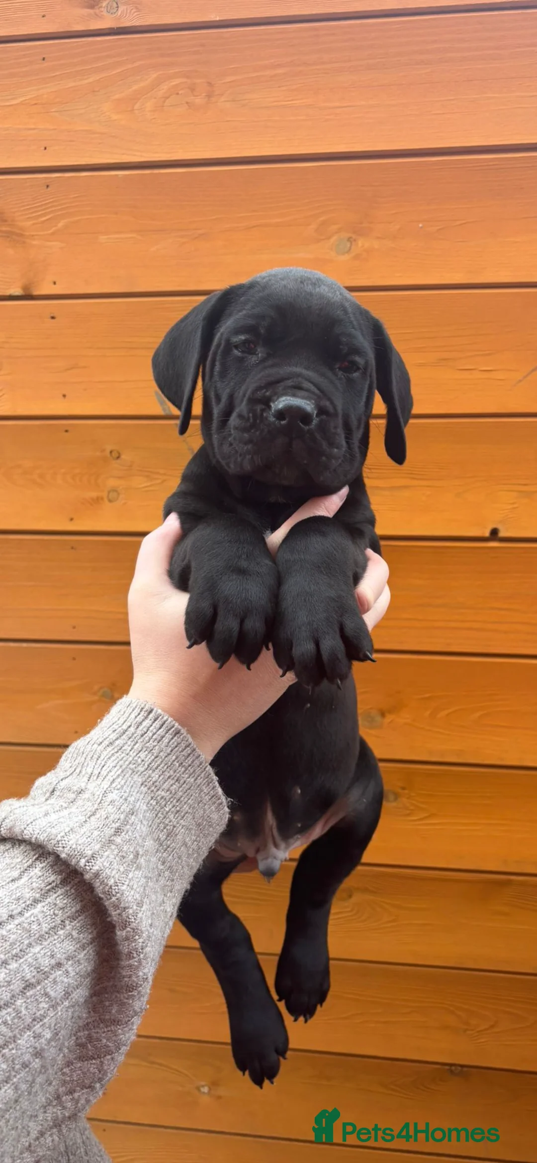 Presa Canario dogs for sale: Presa Canario puppies REDUCED  - Advert 29