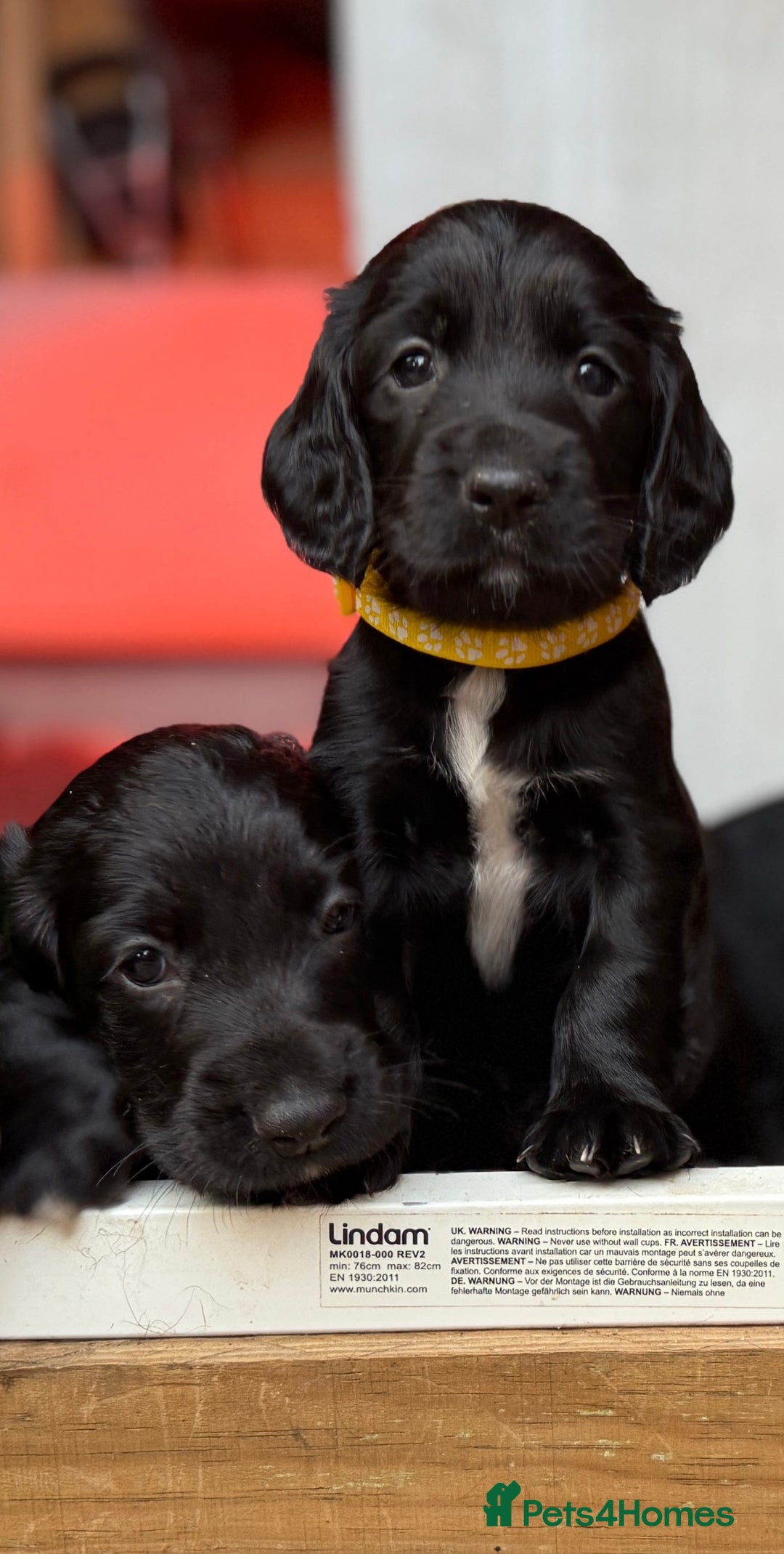 Cocker Spaniel dogs for sale: KC REG Cocker Spaniels - Image 9