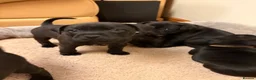 Staffordshire Bull Terrier dogs for sale: KC Reg/DNA Clear Brindle Staffordshire Puppies. - Advert 5