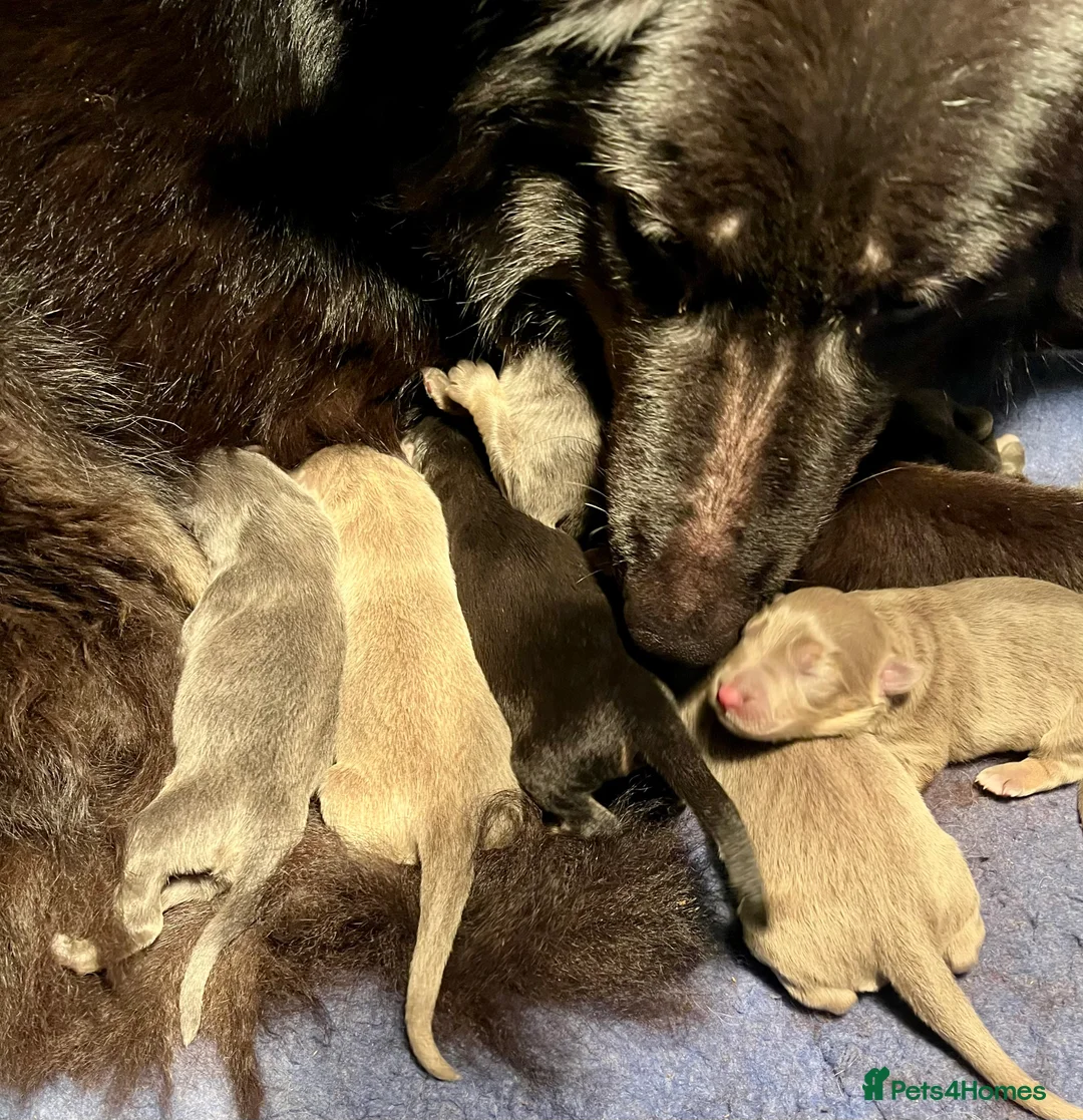 German Shepherd dogs for sale: KC Longcoat German Shepherd pups for Sale  - Advert 11