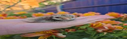 Chickens poultry for sale: Bantam day old chicks in Grays - Advert 1