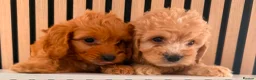 Cockapoo dogs for sale: Adorable puppies - Advert 5