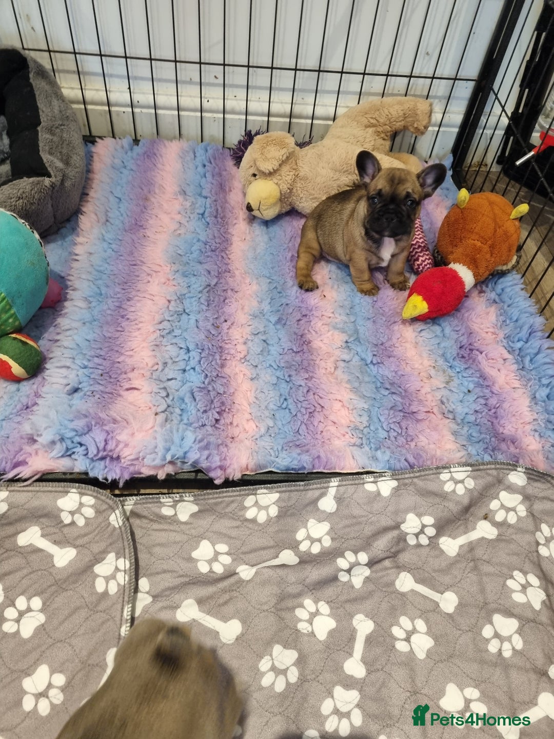 French Bulldog dogs for sale: Quality french bulldogs available to leave 🐾 - Image 12