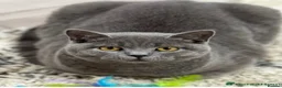 British Shorthair cats for stud: STUNNING CHUNKY BLUE MALE FOR STUD DUTIES 💙 - Advert 2
