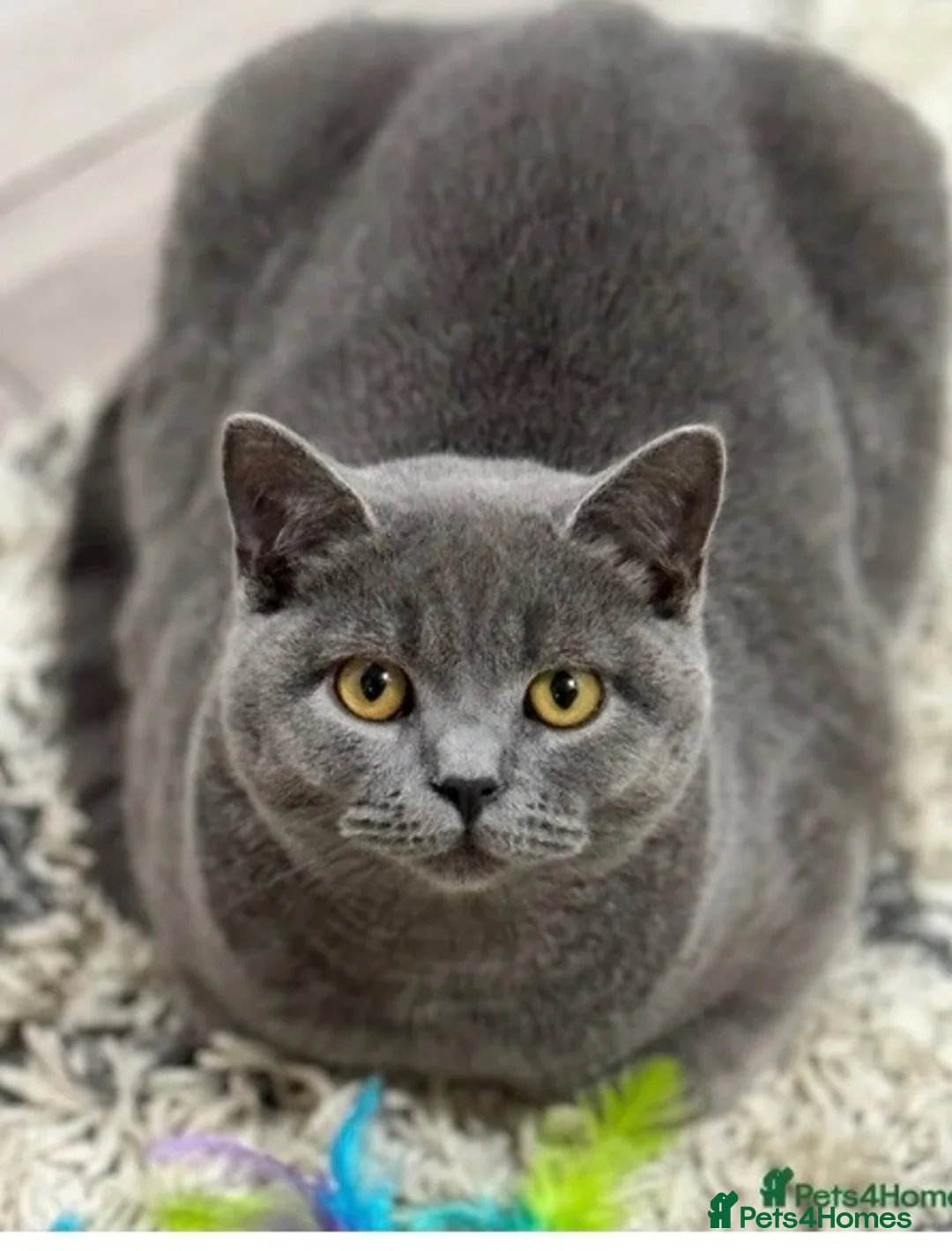 British Shorthair cats for stud: STUNNING CHUNKY BLUE MALE FOR STUD DUTIES 💙 - Advert 2