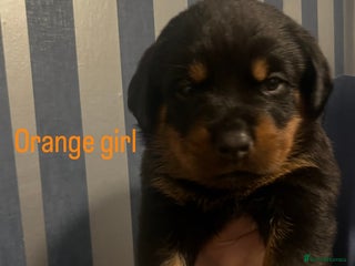 Rottweiler dogs Beautiful chunky Rottweiler puppies - Advert 17