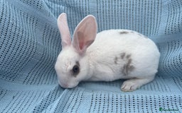 Rex rabbits for sale: Adult and babies  - Image 11