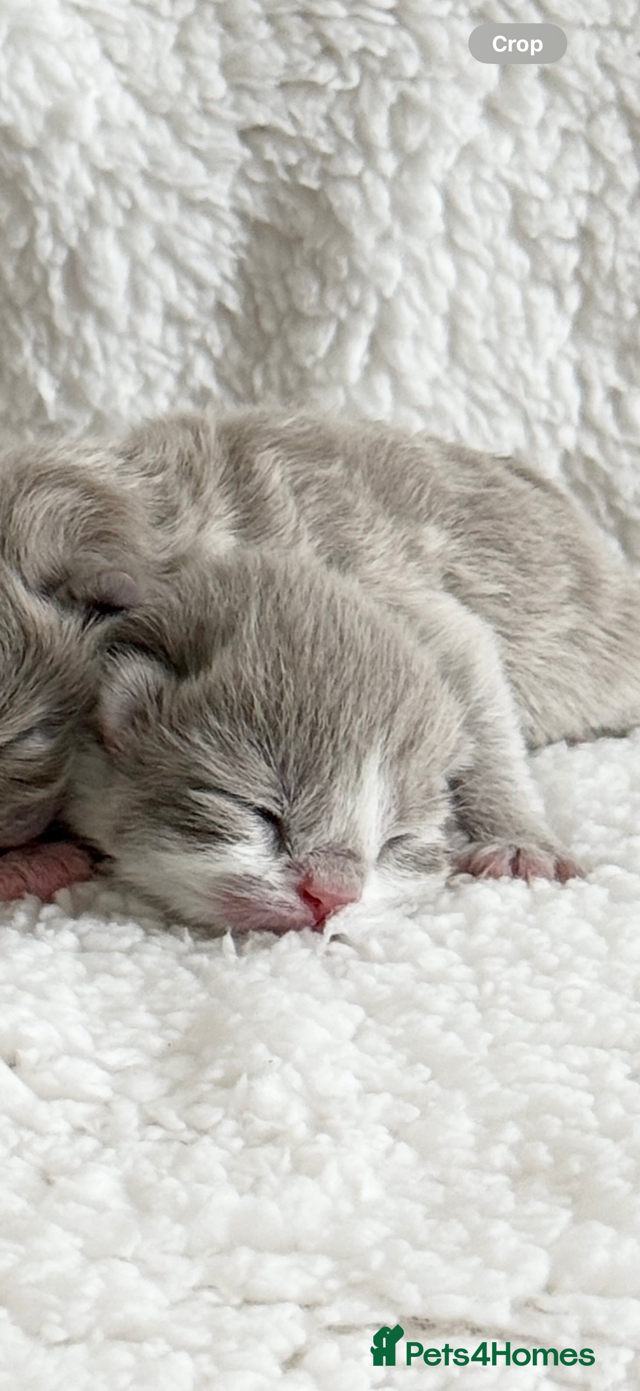 British Shorthair cats British shorthair kittens  - Advert 2