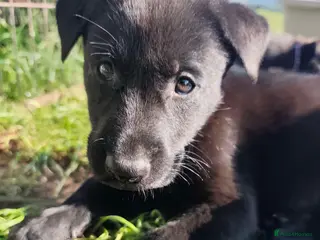 German Shepherd dogs 6 Beautiful German Shepherd Puppies (5 LEFT) - Advert 15